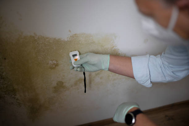 Best Attic Mold Removal  in Bedford, IN