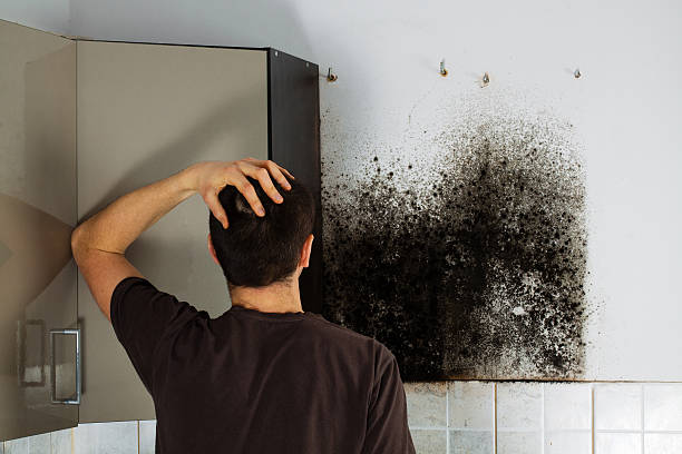 Best Affordable Mold Removal  in Bedford, IN